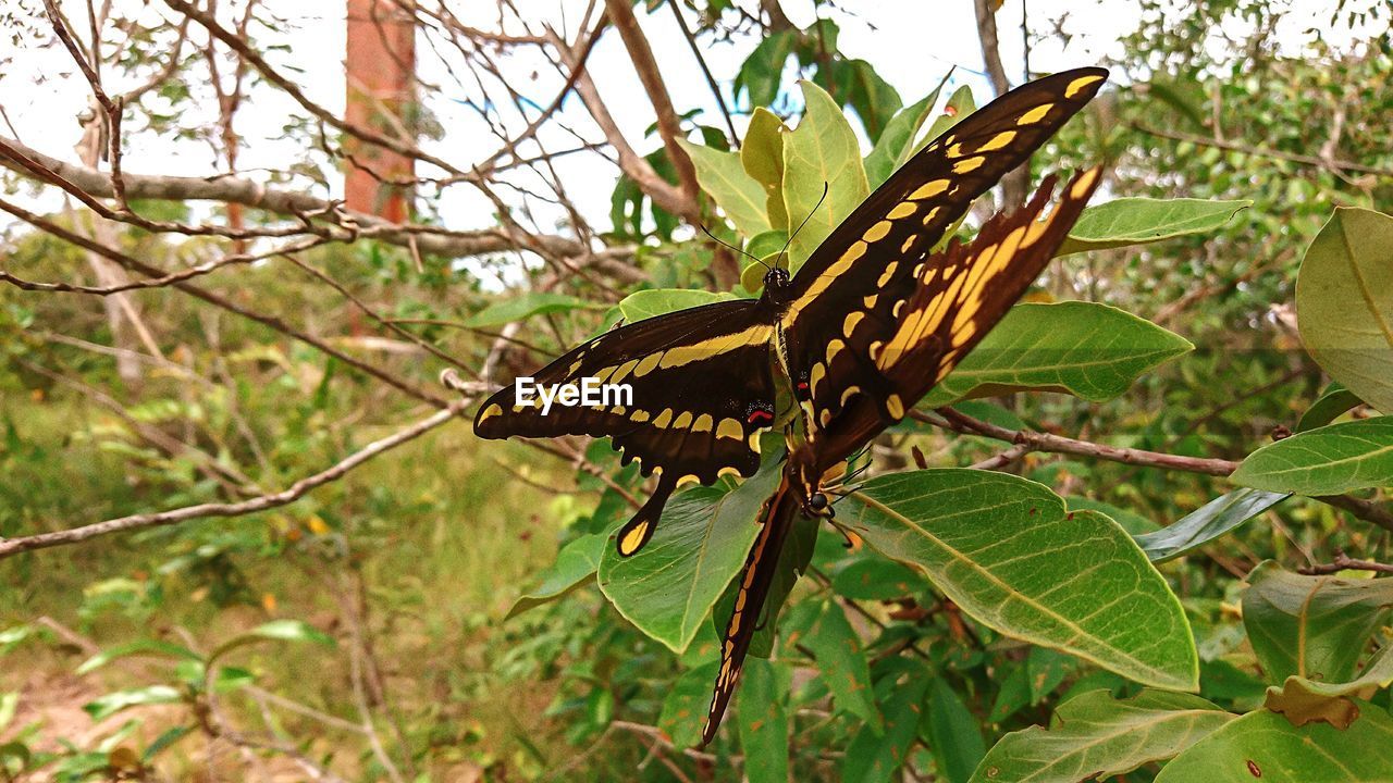 BUTTERFLY ON PLANT