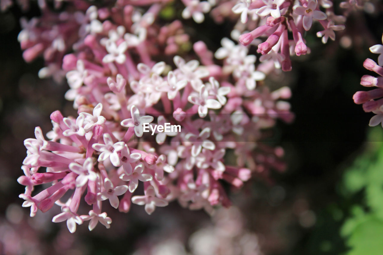 Close-up of pink flowers blooming outdoors
