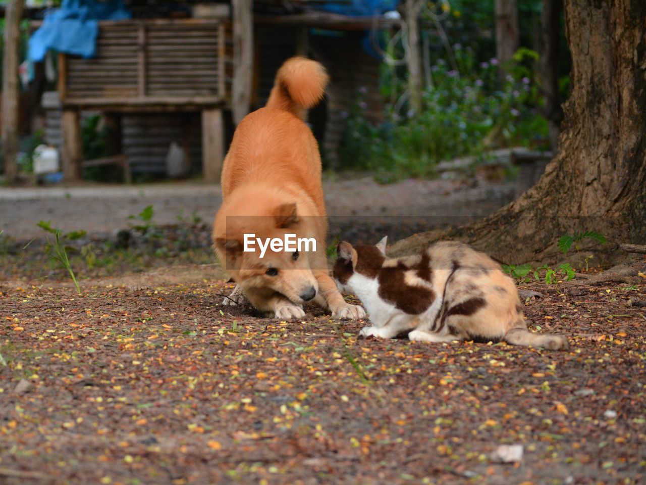 DOGS RELAXING ON STREET