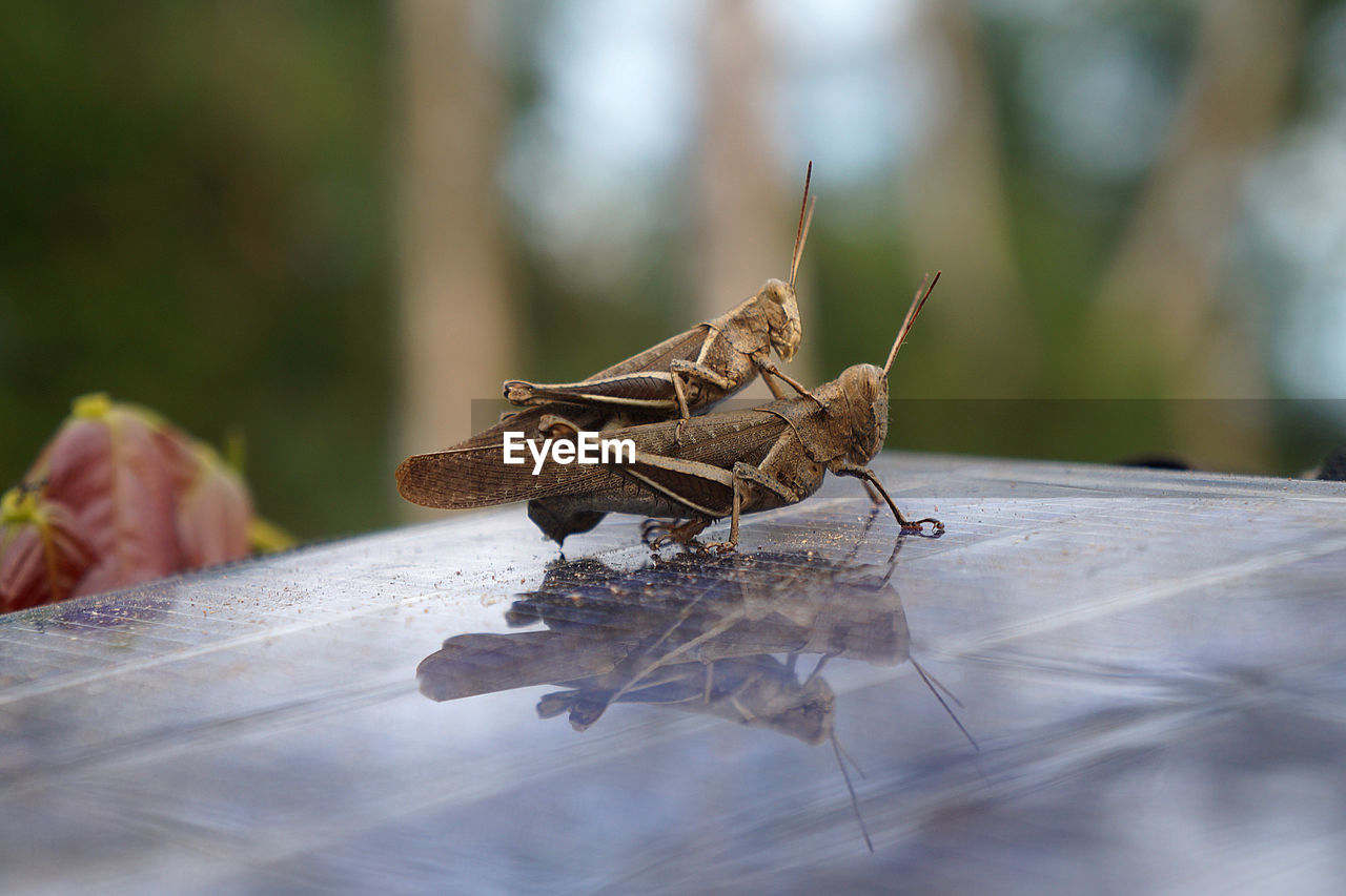 Close-up of grasshoppers mating on glass table