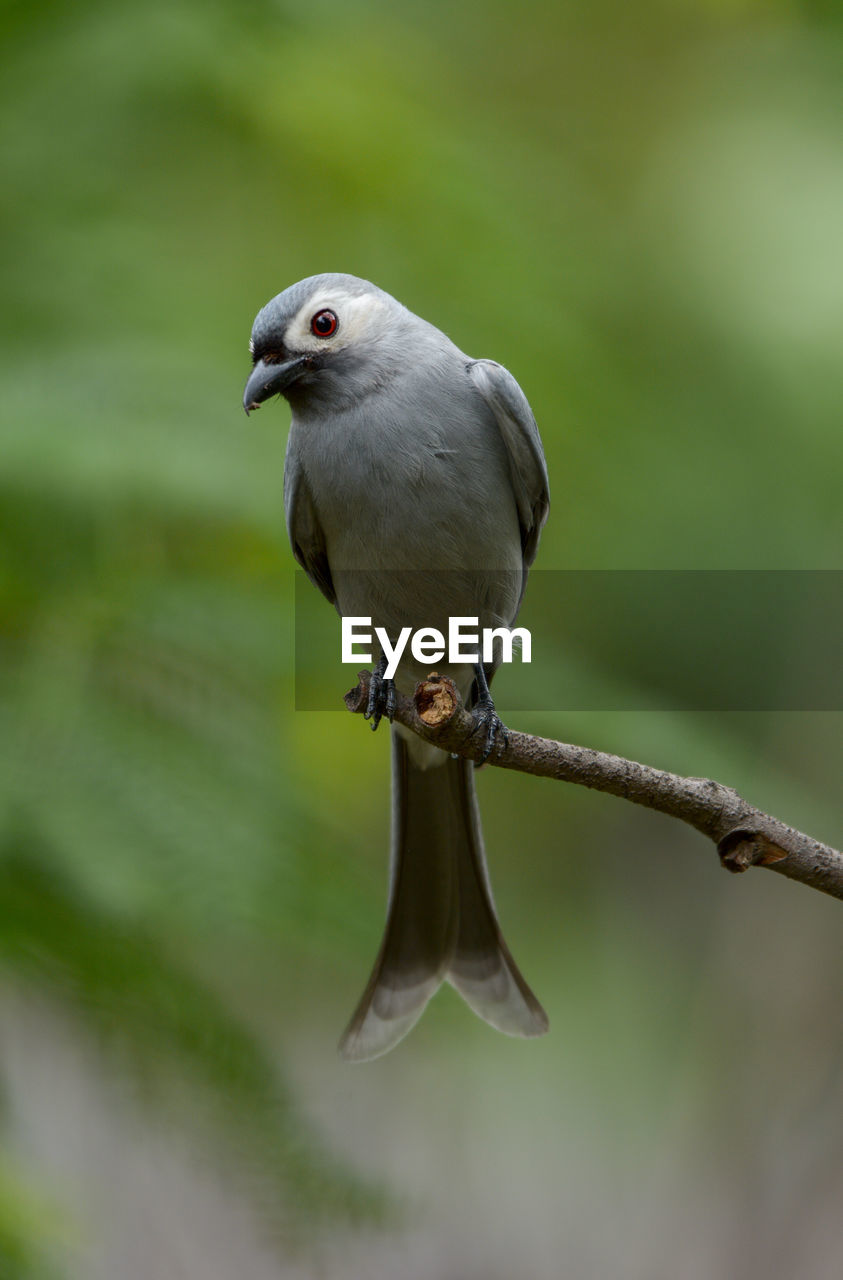 CLOSE-UP OF BIRD PERCHING ON A BRANCH