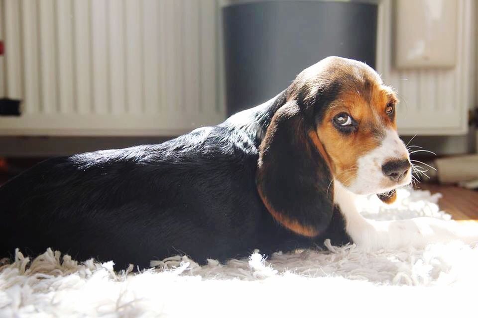 CLOSE-UP OF DOG LOOKING UP