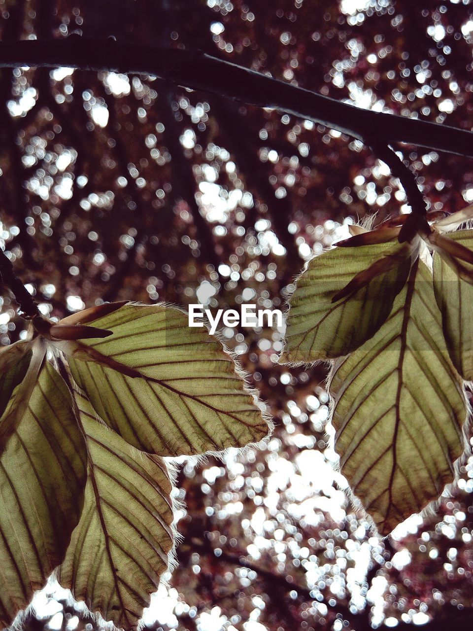 CLOSE-UP OF LEAVES ON TREE TRUNK