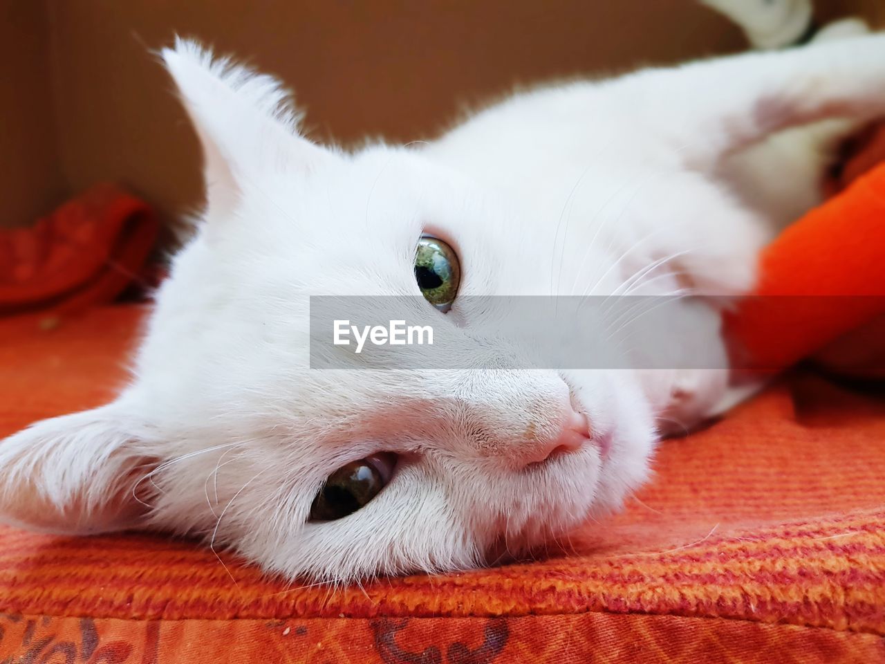 Close-up portrait of a cat