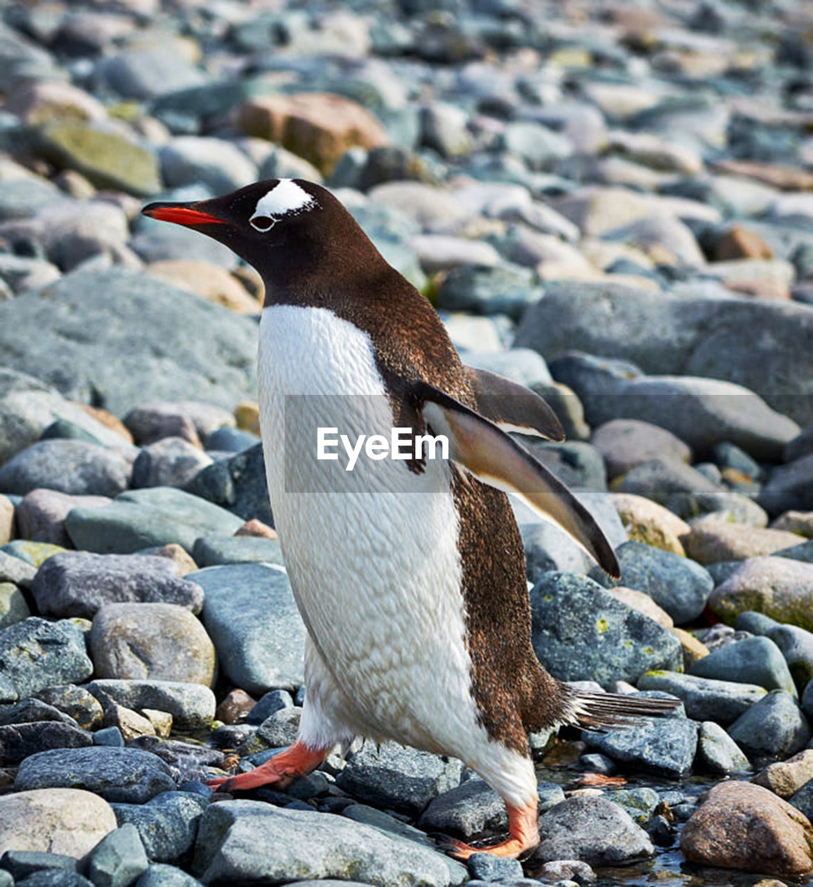 Penguin on beach