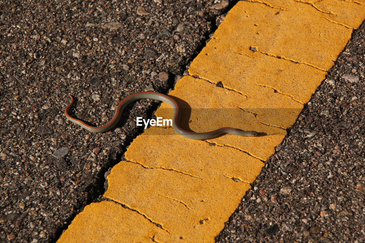 High angle view of snake crawling on road