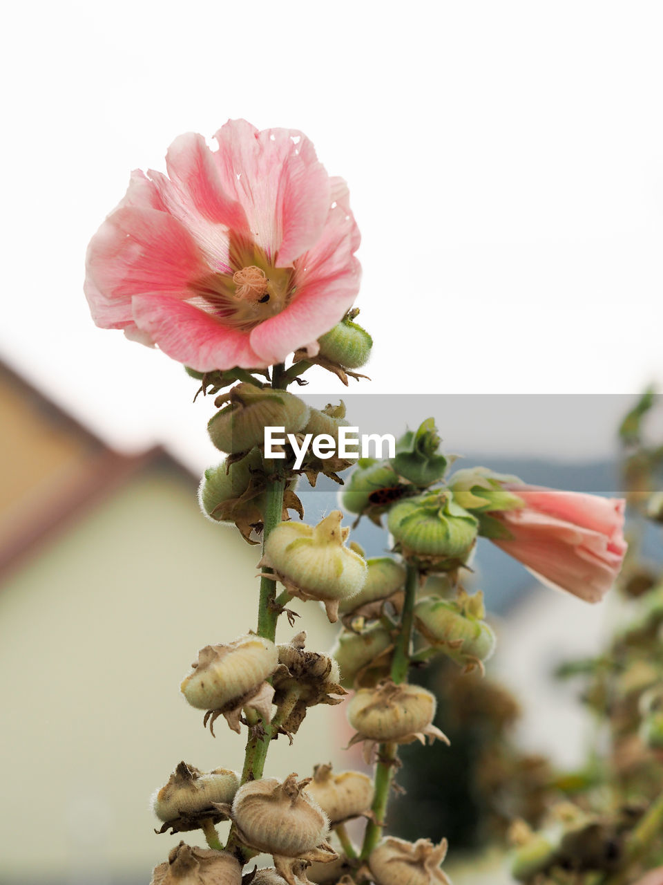 CLOSE-UP OF PINK FLOWERS GROWING ON PLANT OUTDOORS