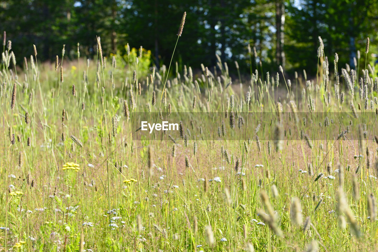 Plants growing on field