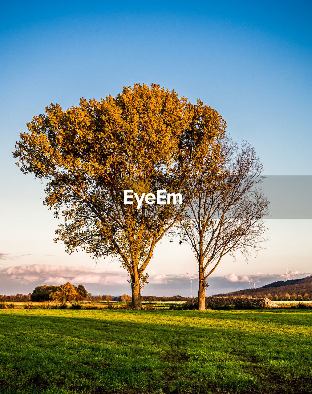 Tree on field against sky during autumn