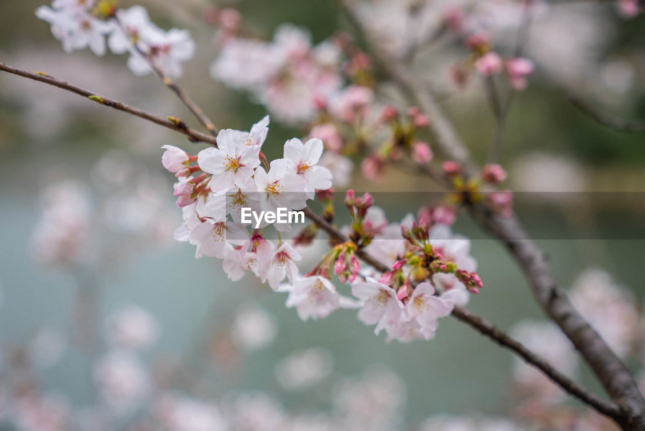 CLOSE-UP OF CHERRY BLOSSOMS ON TWIG