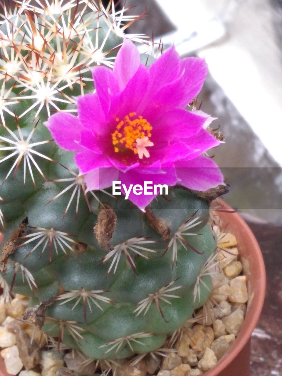 HIGH ANGLE VIEW OF PINK CACTUS FLOWER
