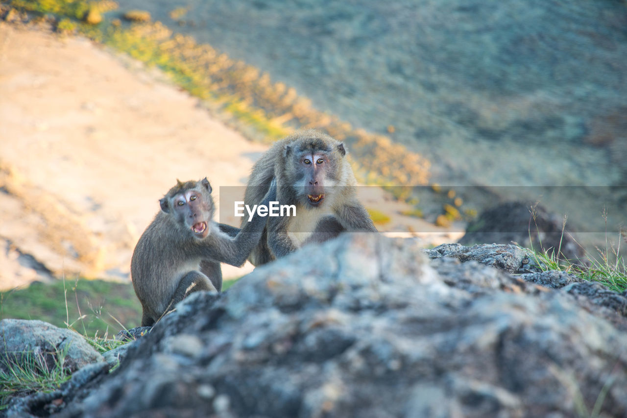 Monkeys on the top of merese hill lombok