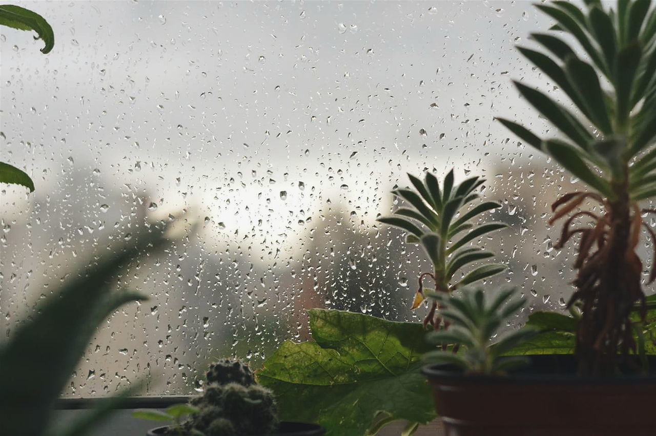 Potted plants by wet window during rain