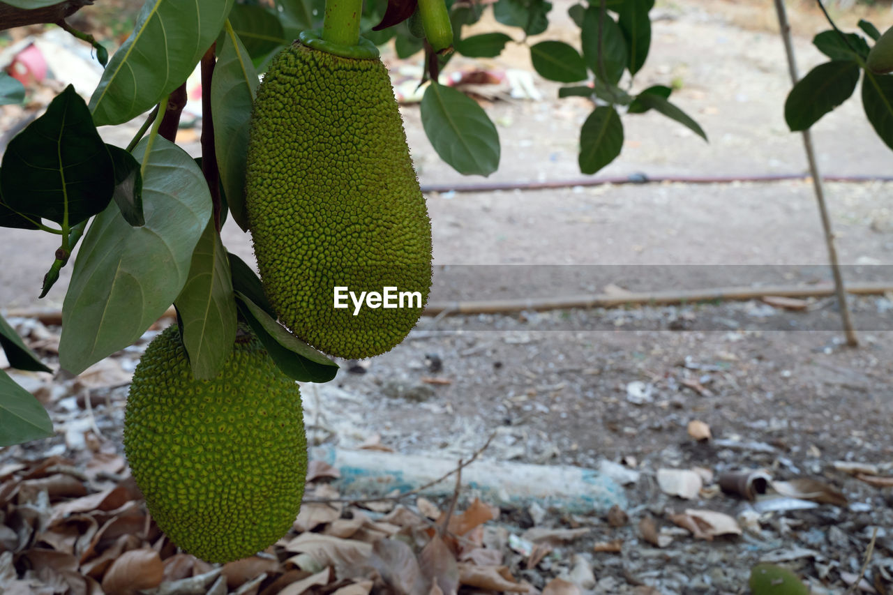 CLOSE-UP OF FRUIT ON PLANT