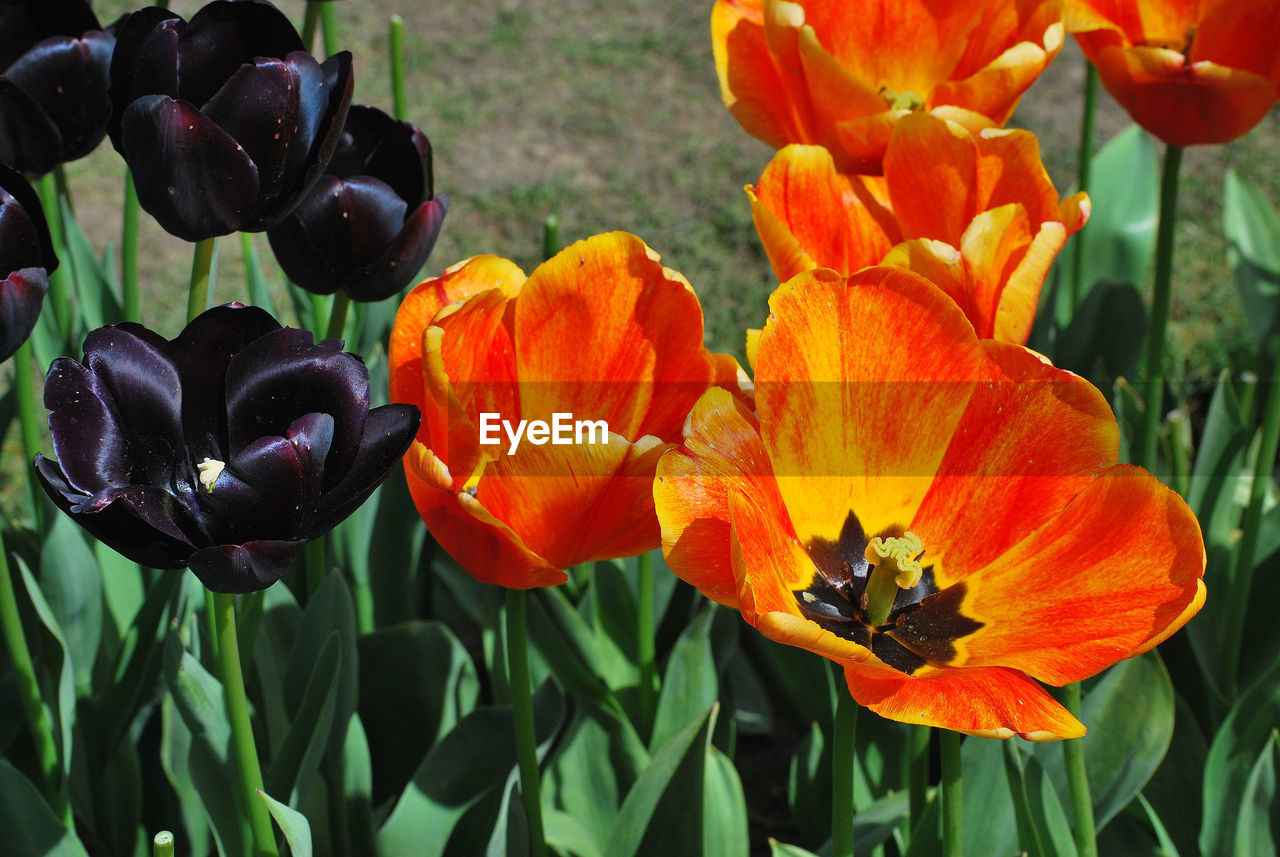 CLOSE-UP OF TULIPS IN BLOOM