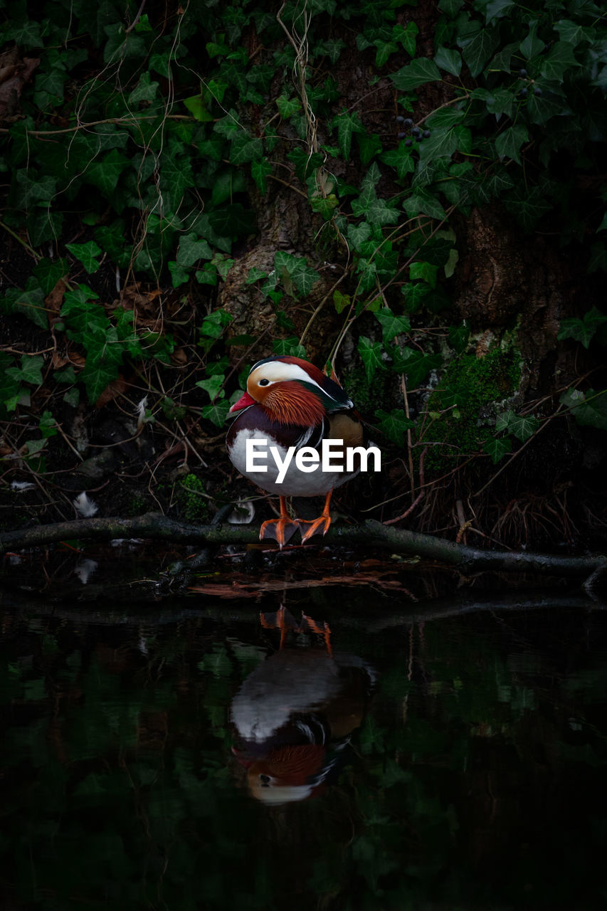 VIEW OF BIRD IN LAKE