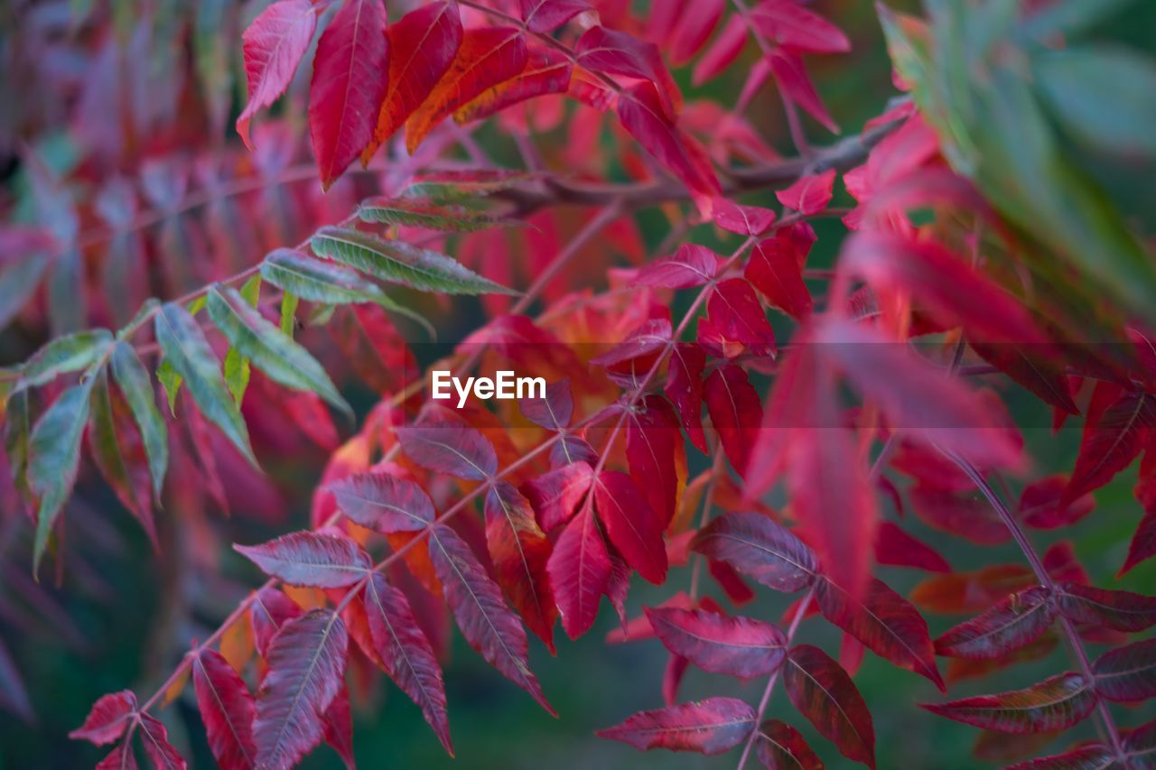 Close-up of red maple leaves