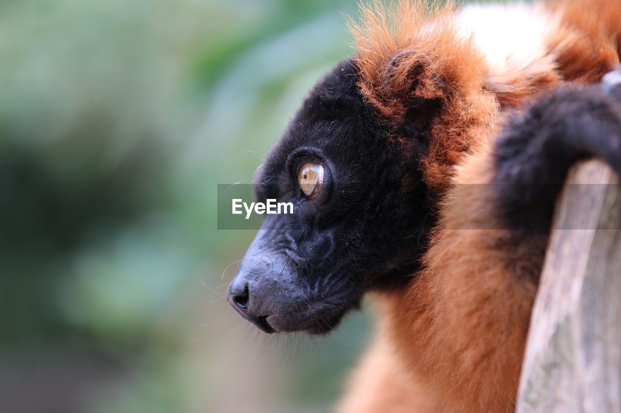 Close-up of an lemur looking away