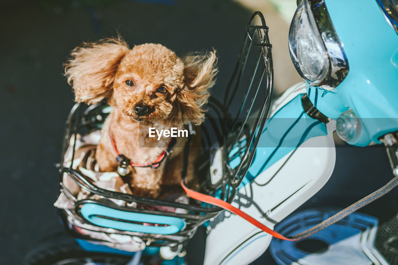 High angle portrait of dog sitting on scooter