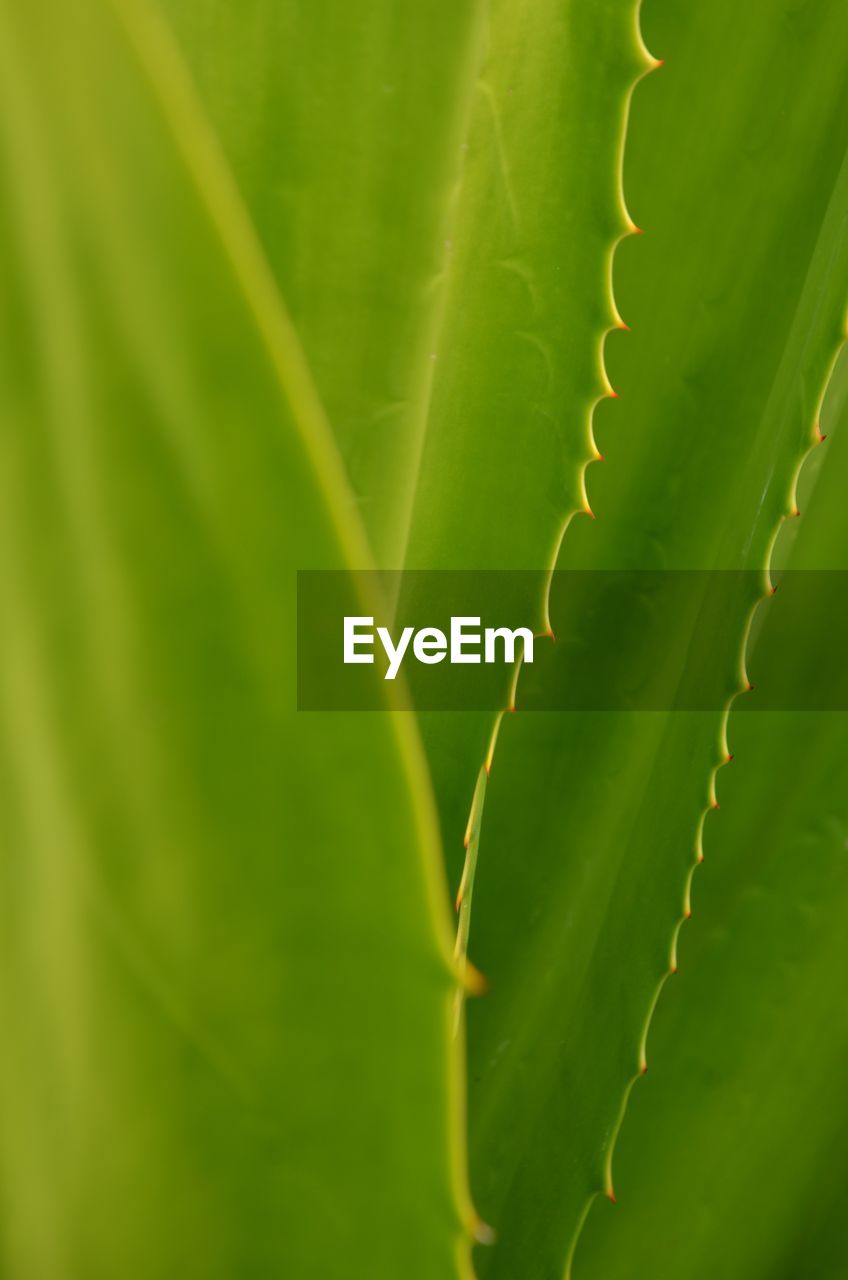 Close-up of succulent plant leaves