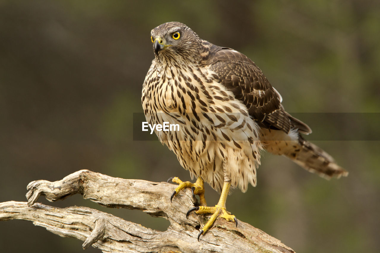 BIRD PERCHING ON A TREE