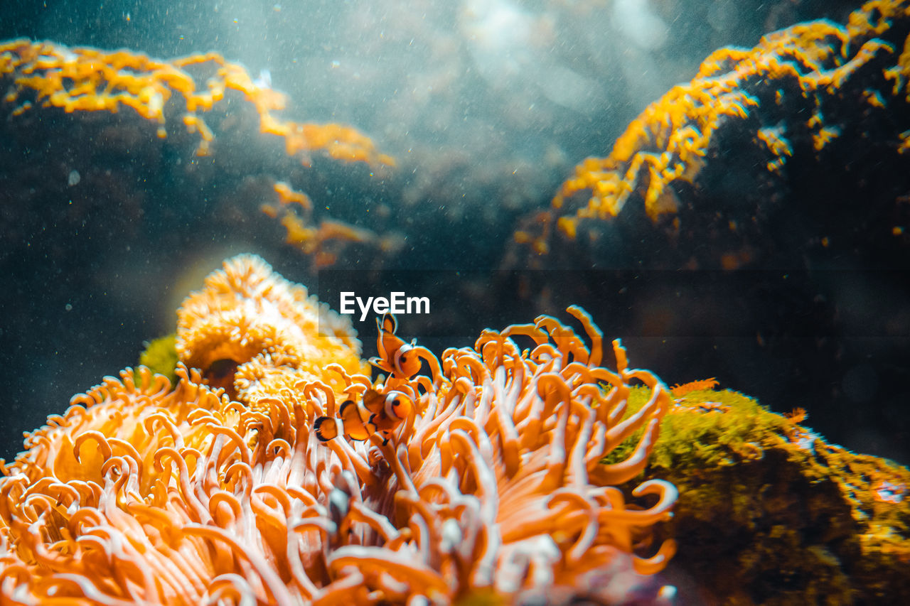 Close-up of clown fish nemo underwater.