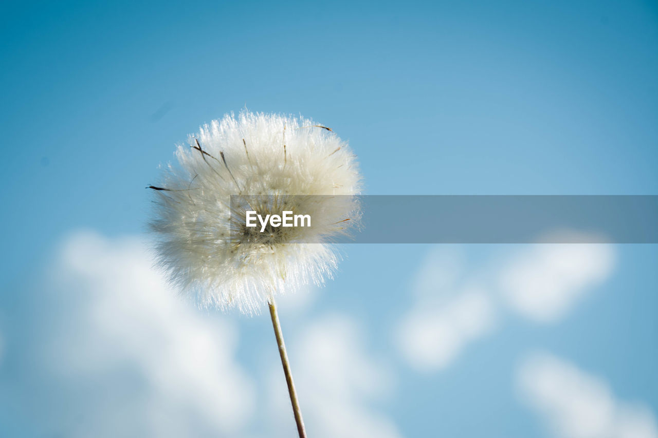 Close-up of dandelion against blue sky