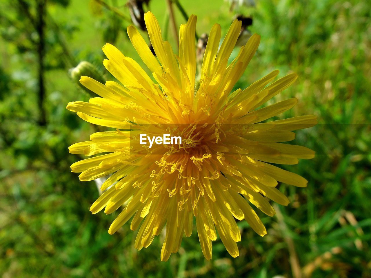 CLOSE-UP OF FRESH YELLOW FLOWER BLOOMING IN PARK