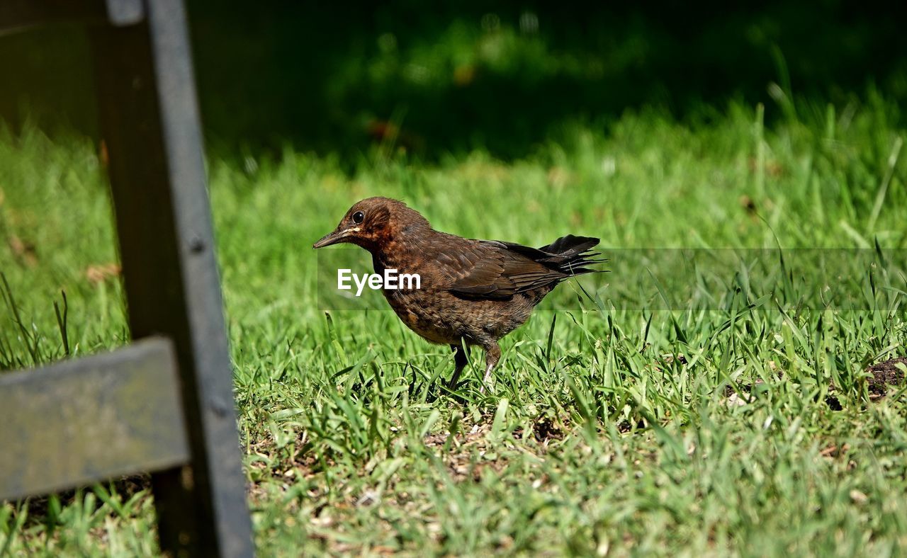 CLOSE-UP OF BIRD PERCHING ON A FIELD