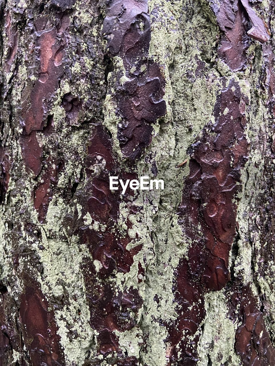 FULL FRAME SHOT OF LICHEN ON TREE TRUNK