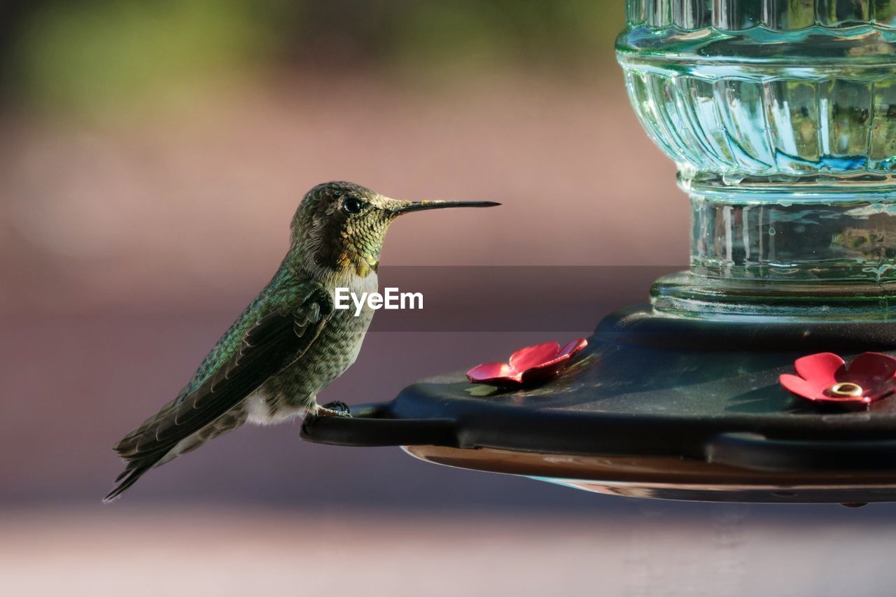 Hummingbird perching on bird feeder