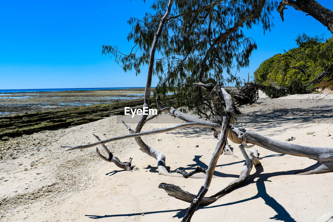 TREE ON BEACH AGAINST CLEAR SKY