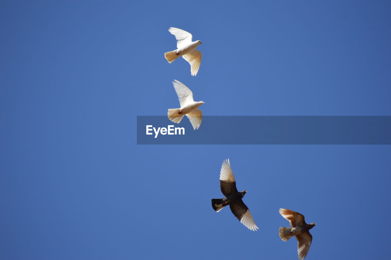 LOW ANGLE VIEW OF SEAGULLS FLYING IN SKY