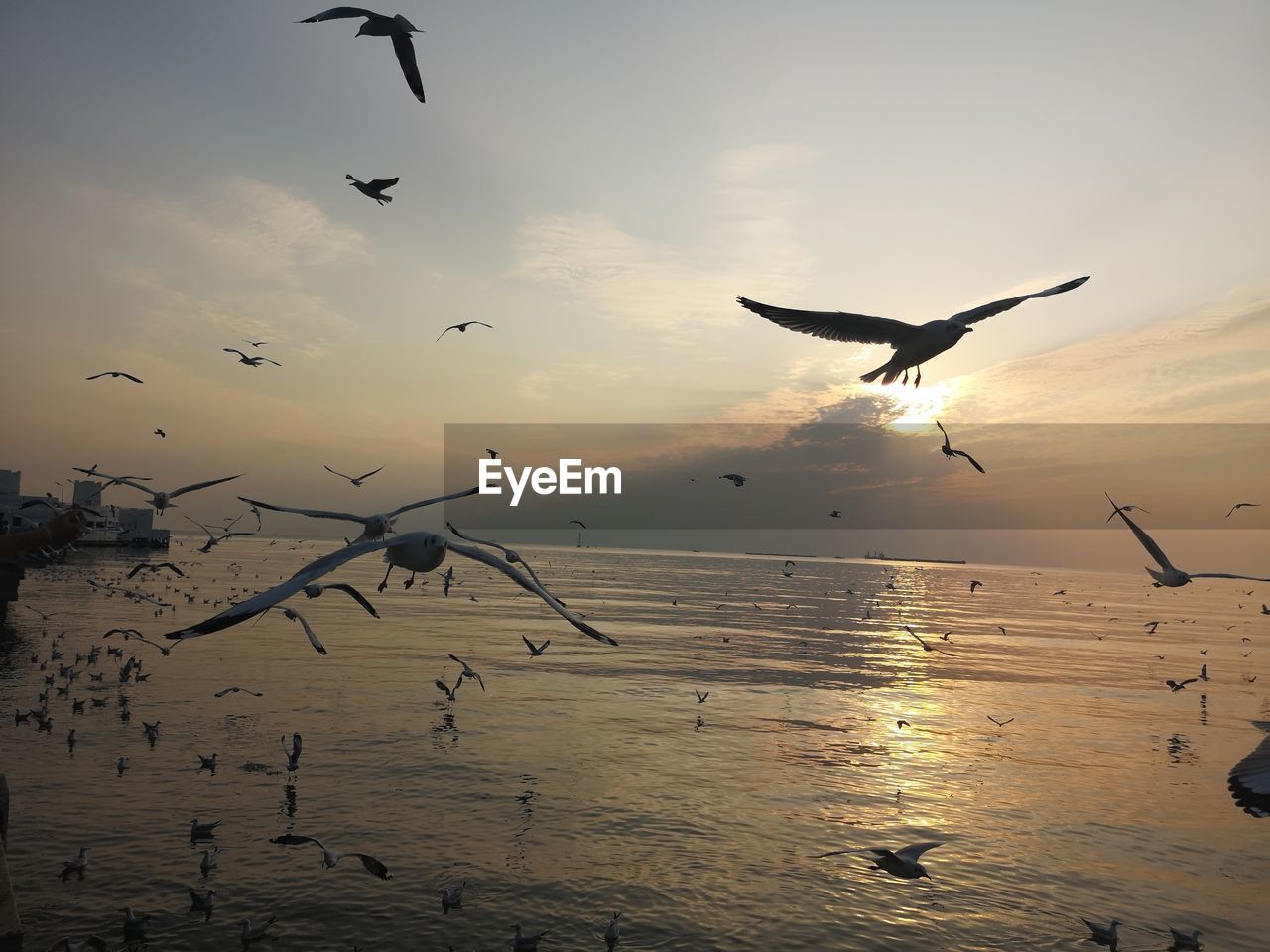 SEAGULLS FLYING IN SEA