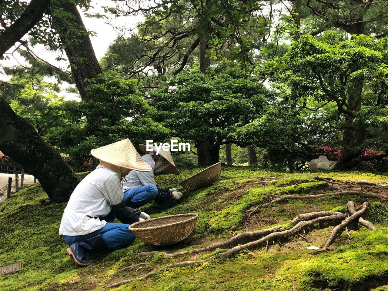 Working in japanese garden