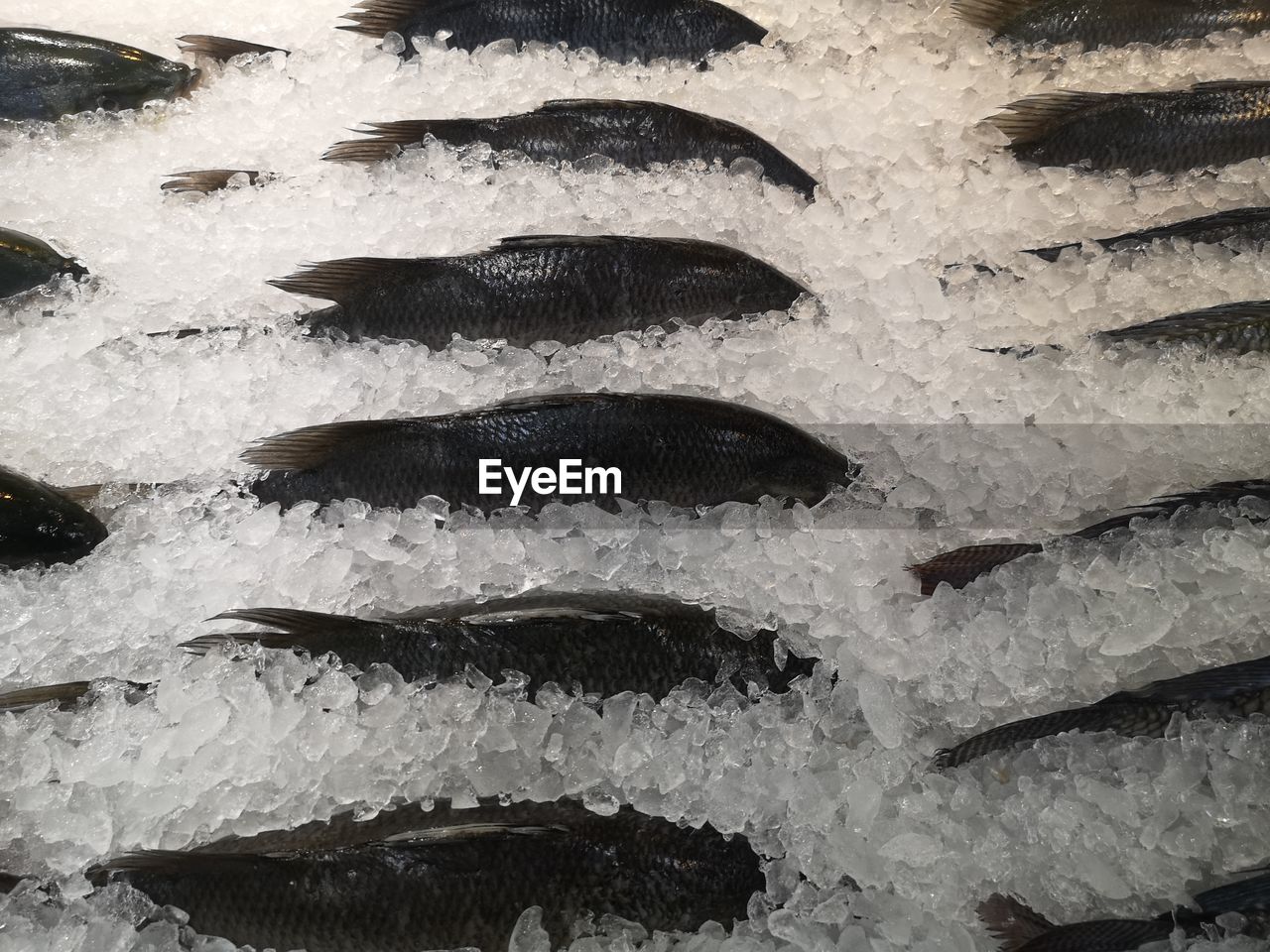 FULL FRAME SHOT OF FISH IN MARKET