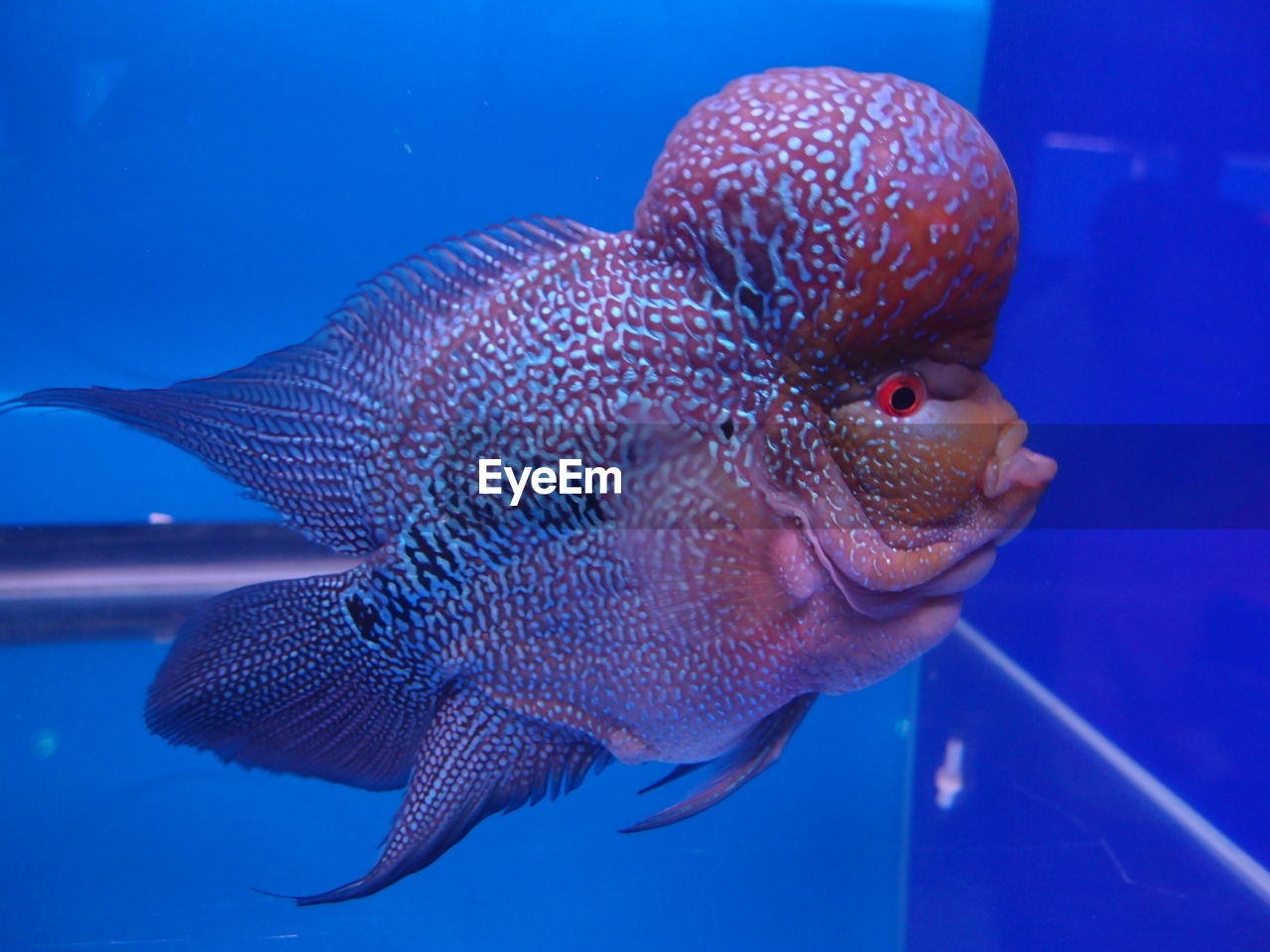 Close-up of fish underwater