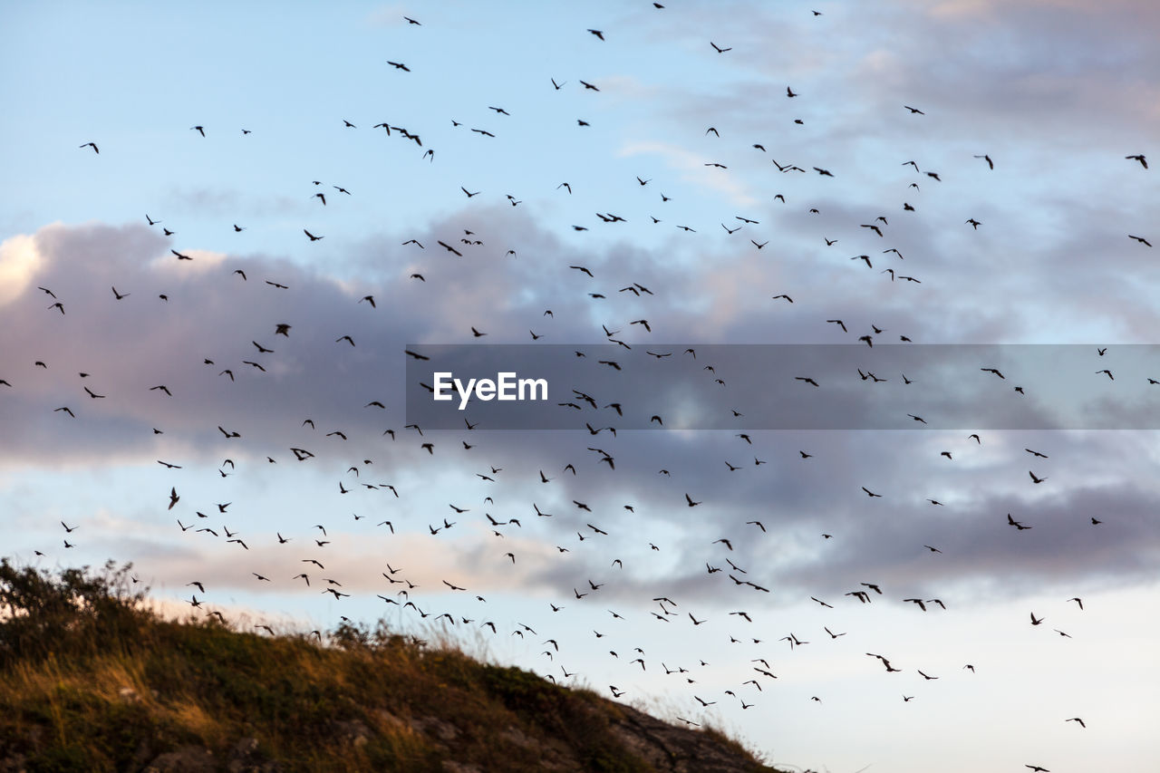 LOW ANGLE VIEW OF BIRDS FLYING OVER THE SKY