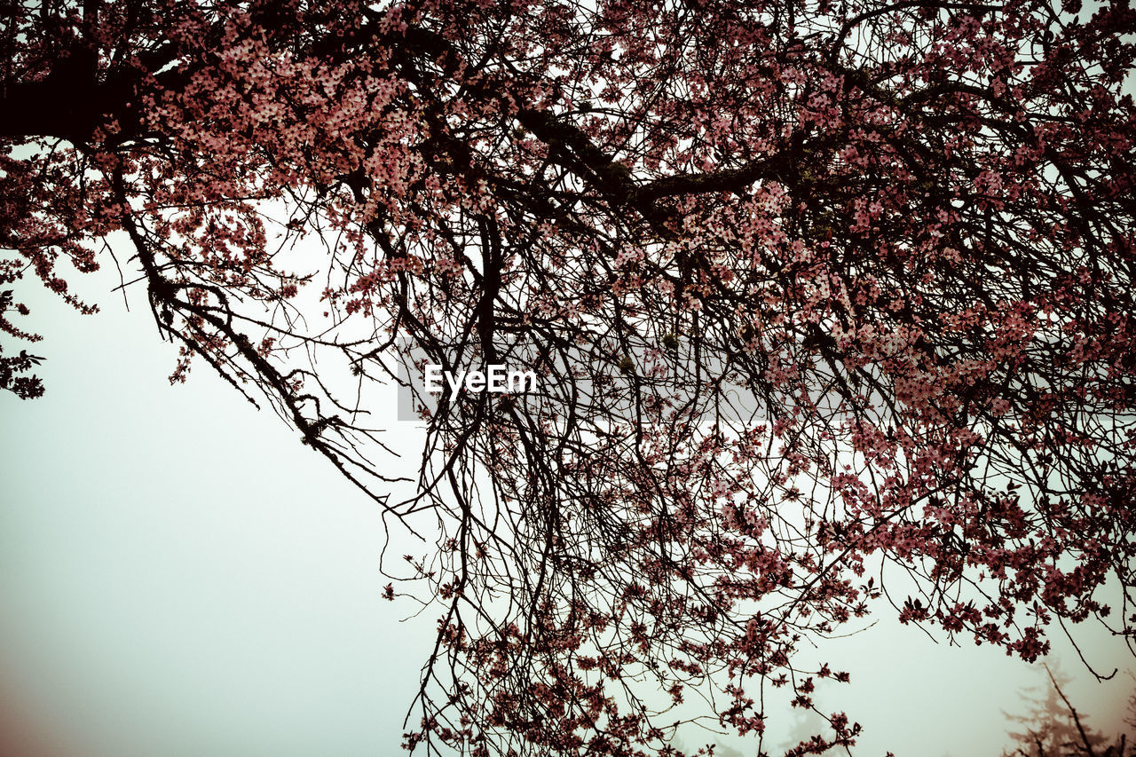 LOW ANGLE VIEW OF TREES AGAINST SKY