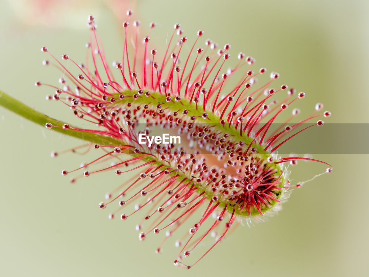 Close-up of pink flower