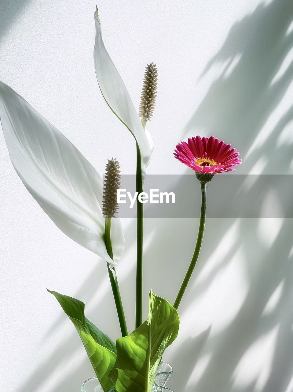 Single pink gerbera and two peace lily flowers against white, shadow patterned wall.