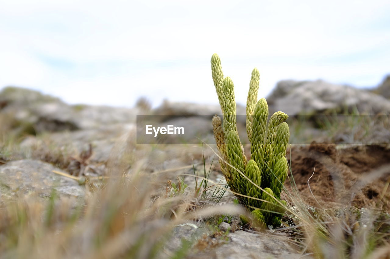 Close-up of plant growing on field against sky