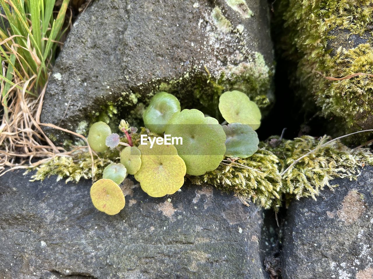 leaf, green, no people, plant, flower, nature, day, high angle view, growth, yellow, tree, rock, close-up, outdoors, beauty in nature, plant part, food, moss, freshness