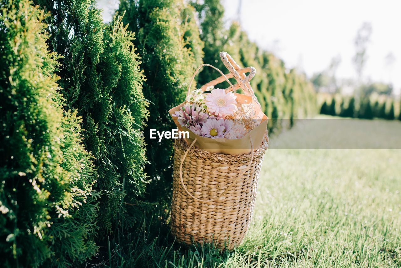 Beautiful wicker basket of flowers on green grass in summer