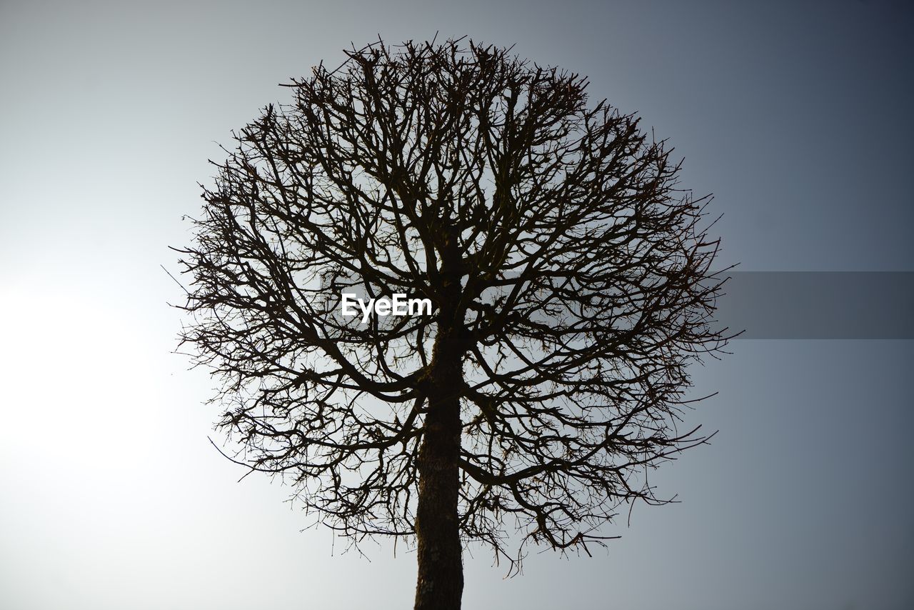 LOW ANGLE VIEW OF TREE AGAINST SKY