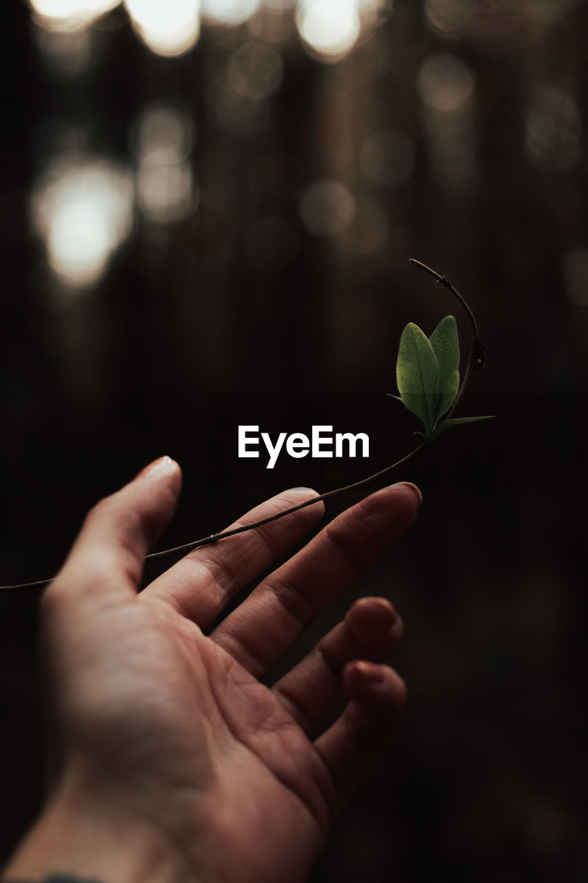 Cropped hand of woman holding plant outdoors