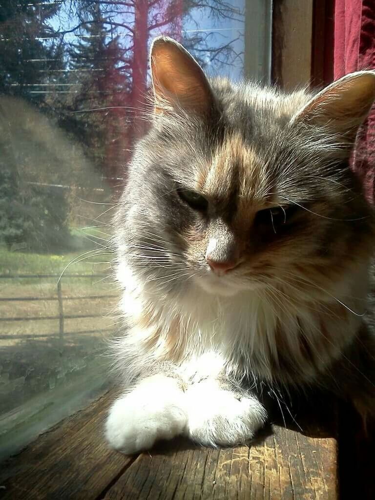 CLOSE-UP PORTRAIT OF CAT