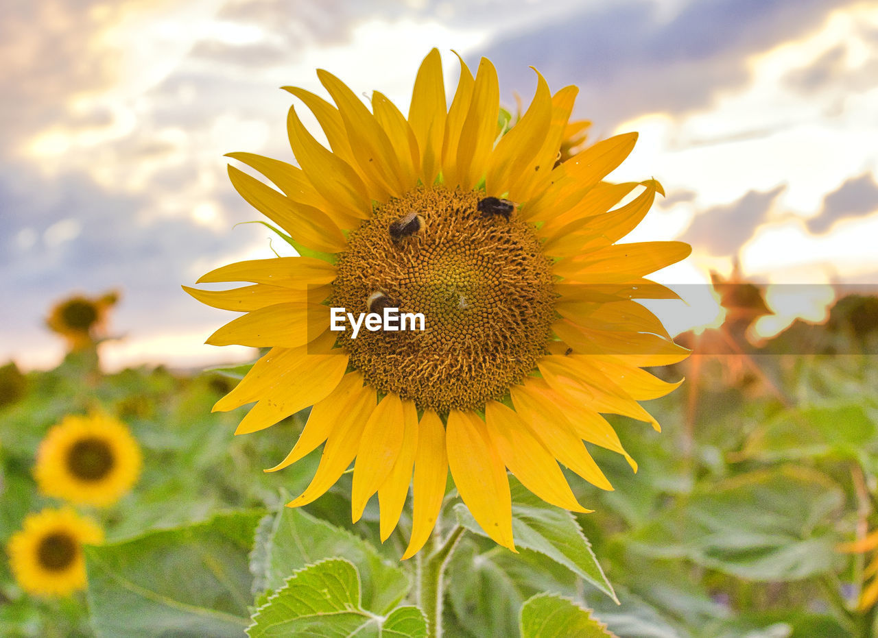 sunflower, flower, plant, flowering plant, freshness, sky, beauty in nature, yellow, flower head, nature, field, cloud, landscape, rural scene, growth, petal, inflorescence, close-up, asterales, land, agriculture, environment, plant part, fragility, sunflower seed, leaf, summer, no people, sunlight, macro photography, animal wildlife, animal themes, pollen, farm, animal, outdoors, crop, insect, wildflower, sun, sunset, vibrant color, focus on foreground, gold, springtime, botany, meadow, backgrounds, blossom, seed, plain, day, scenics - nature, macro, cloudscape, selective focus, food, travel destinations, horizon over land, multi colored, horizon, travel, landscaped, social issues