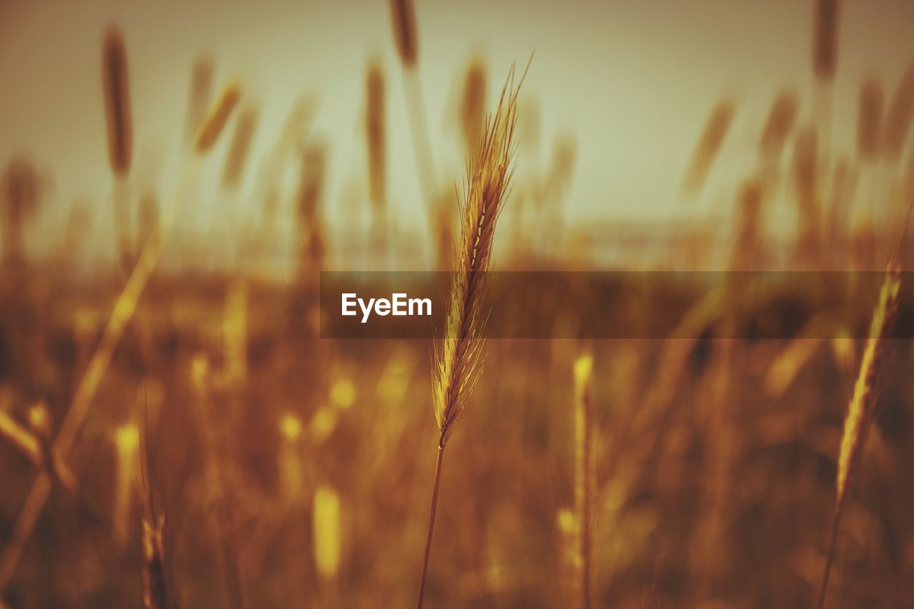 Close-up of wheat growing on field
