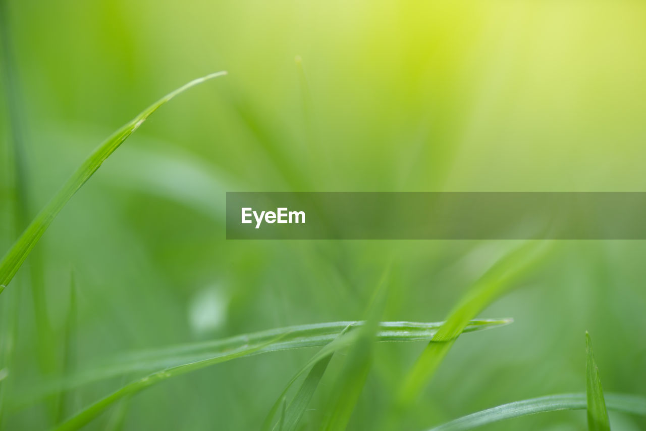 Close-up of fresh green grass in field